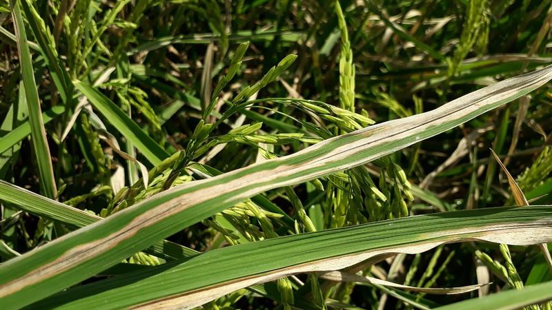 Close-up of a rice leaf infected by Xoo. The bacterium migrates through the leaf and causes the typical lesions.