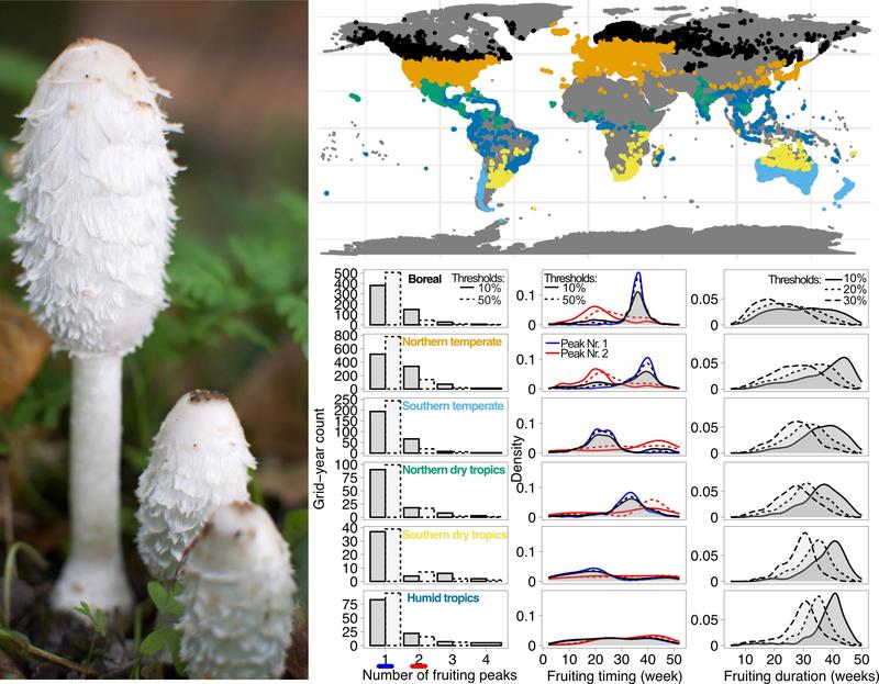 Der Schopf-Tintlings (Coprinus comatus); Die Karte zeigt die Verbreitung der Fruchtkörpervorkommnisse in farblicher Kodierung der Biome welche in die Analyse einflossen. Die Kurvendarstellung zeigt drei Parameter der innerjährlichen Fruktifizierung.