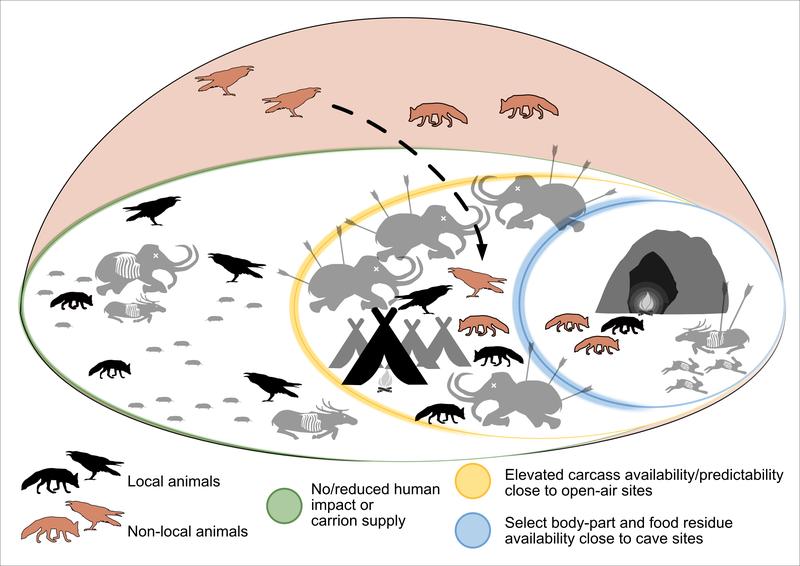 Relations between humans, ravens and other animals 30,000 years ago.