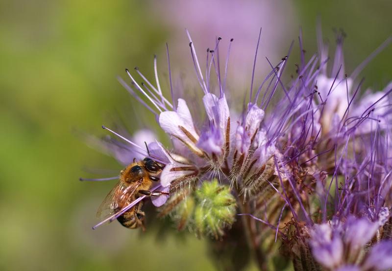 Eine Honigbiene sammelt Nektar an Phacelia (Bienenweide). Bei den Monitoringversuchen wurde Phacelia nach der Rübenernte ausgesät.