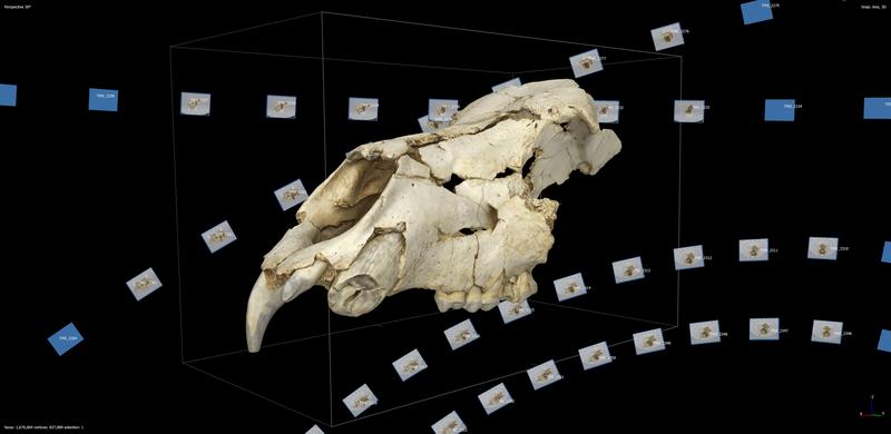 Mithilfe einer Fotogrammetrie-Software berechnetes 3D-Modell des Gesichtsschädels einer heute ausgestorbenen Bärenart aus Flusssanden der Werra. 