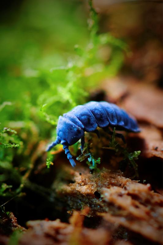 The Collembola Tetrodontophora bielanensis in its natural habitat 