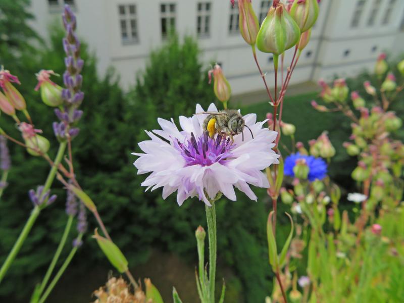Eine Vierfleck-Pelzbiene (Anthophora quadrimaculata) sitzt auf einer Kornblume (Cyanus segetum). Sie nistet im Boden.