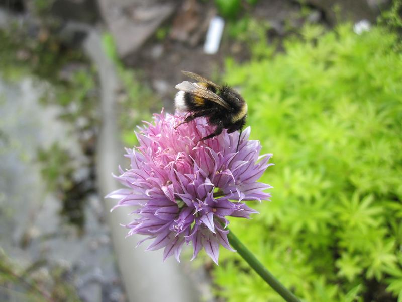 Natur entdecken: Beim Tag der offenen Tür im Ökologischen Lerngarten der PHKA. 