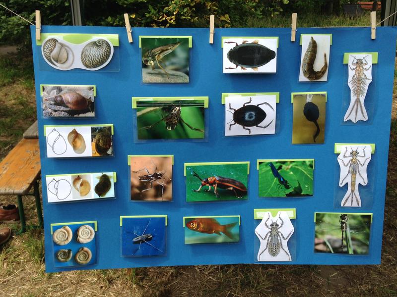 Tiere im Teich entdecken: Beim Tag der offenen Tür im Ökologischen Lerngarten der PHKA.