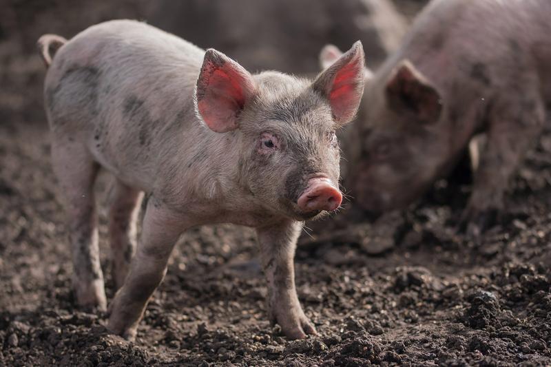 Domestic boar