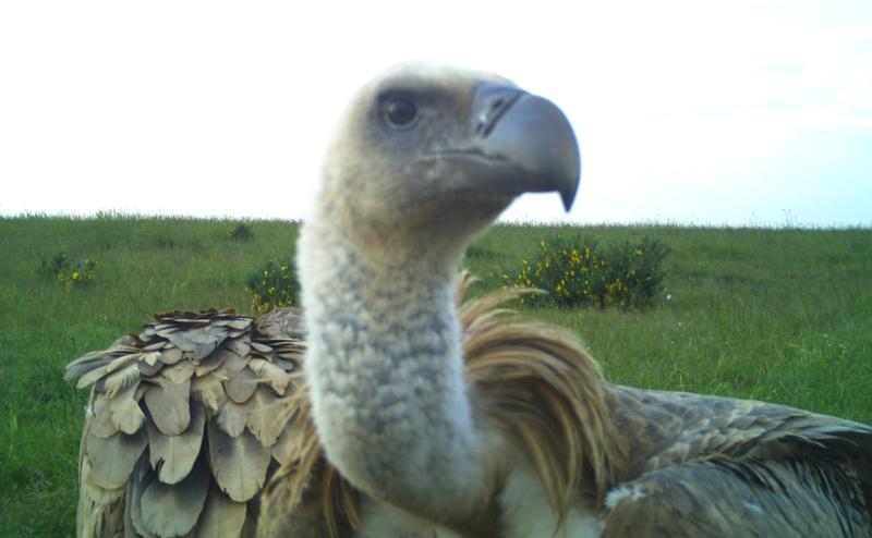 In die Fotofalle gegangen. Gänsegeier sind in Deutschland eher ungewöhnliche Gäste. Die beeindruckenden Vögel bevölkern in Europa südlichere Gefilde