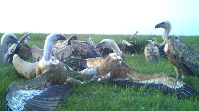 Gänsegeier konkurrieren auf der Dreiborner Hochfläche um einen ausgelegten Rehkadaver. 