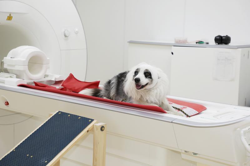 Vierbeiniger Studienteilnehmer Balian macht eine kurze Pause auf dem Bett vom Magnetresonanztomographen (MRT), er kann das Training und die Datenerhebung jederzeit abbrechen und über eine eigens gebaute Rampe das MRT verlassen.