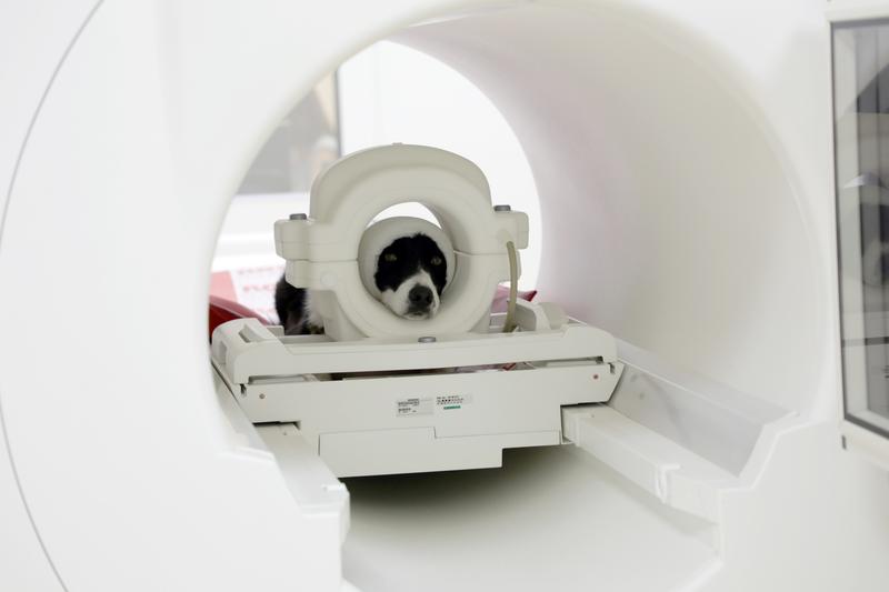 Hündin Maeva ist in Position für die Datenerhebung im Magnetresonanztomographen. Der Verband dient dabei als weiterer Lärmschutz in Kombination mit Ohrstöpseln.