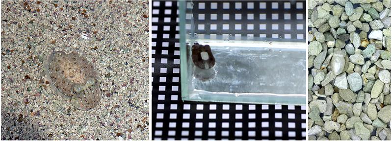 Figure 1: Examples of camouflage by cuttlefish. Left: on coarse sand. Middle: on B&W grid. Right: on large gravel