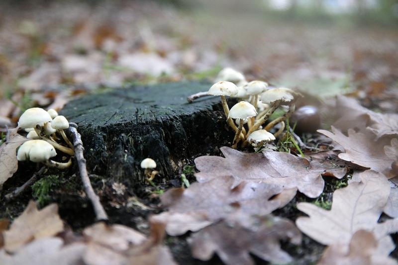 Pilze, die auf einem Baumstamm wachsen und eine Umgebung zum Gedeihen finden. 