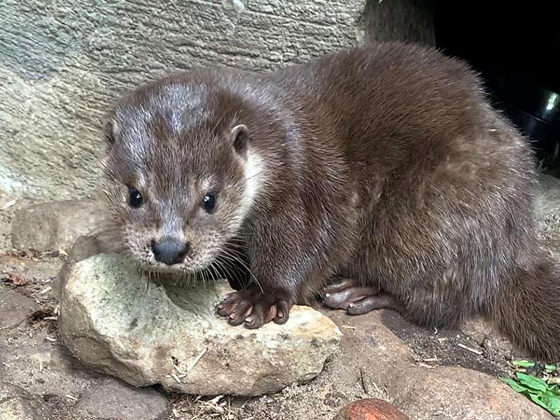 Die Otterfähe „Fie“ wurde verwaist in Dänemark gefunden. Sie wird trainiert, um mehr über das Hörvermögen von Ottern zu lernen.