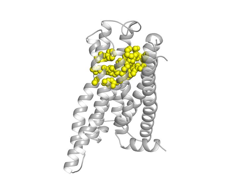 Model of the bitter taste receptor TAS2R14. The side chain residues relevant for ligand binding are shown in yellow.
