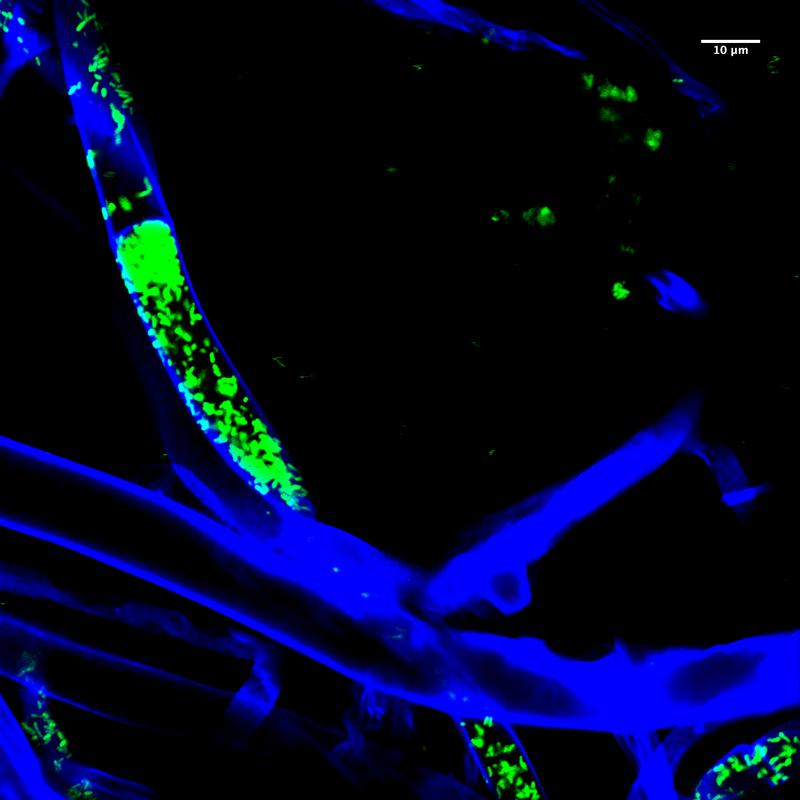 Das Fluoreszenzbild zeigt M. rhizoxinica-Bakterien (grün) die in Teilen einer Pilzhyphe (blau) eingeschlossen sind.