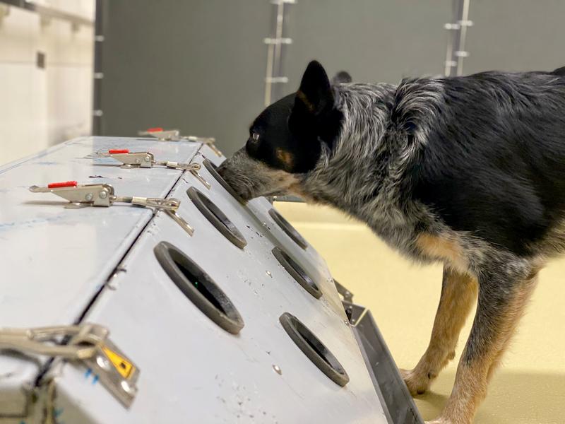 Trainierte Spürhunde sind in der Lage, Post-COVID zu erschnüffeln.