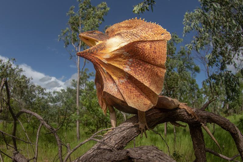Die Kragenechse (Chlamydosaurus kingii) ist eine von vielen Agamen-​Arten, die ursprünglich aus der Sunda-​Region stammen und sich in Australien in viele neue Arten aufgespalten haben.