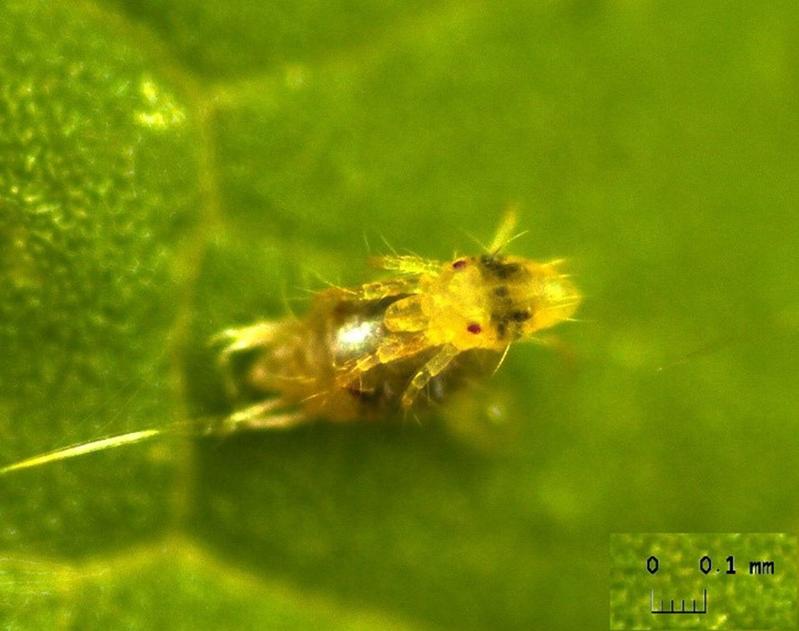 Spinnmilben-Männchen, das ein Weibchen bewacht