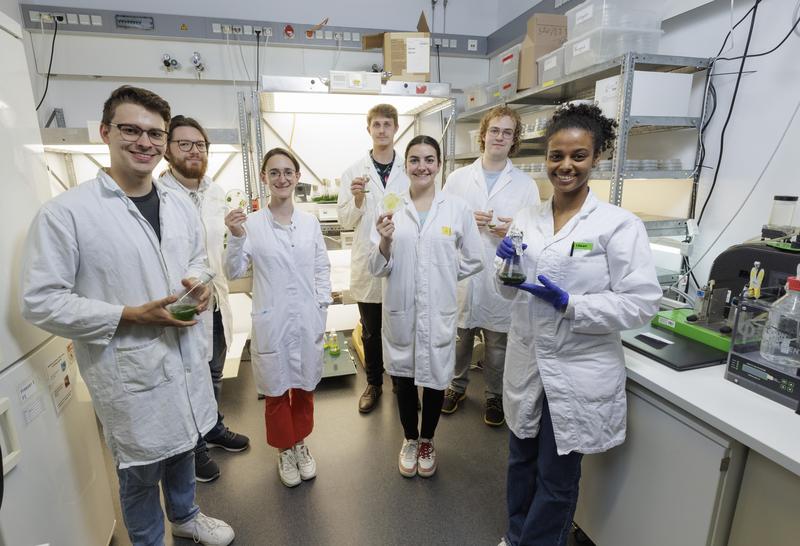 Das iGEM-Team der RPTU will die Grünalge nutzen, um Schadstoffe im Wasser abzubauen. 