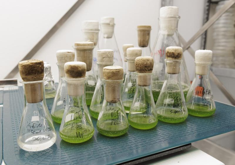 Das iGEM-Team der RPTU setzt bei seiner Arbeit auf eine Grünalge. 