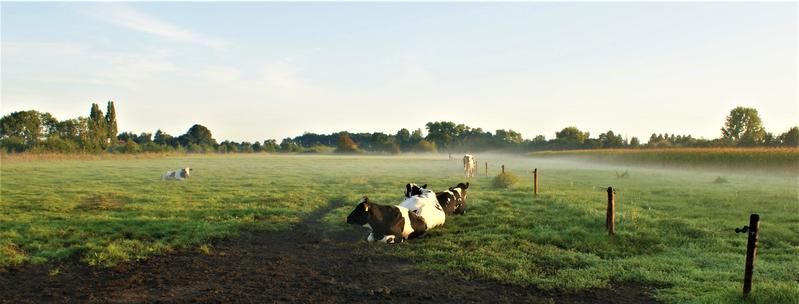 Kühe im Morgengrauen auf der Weide 