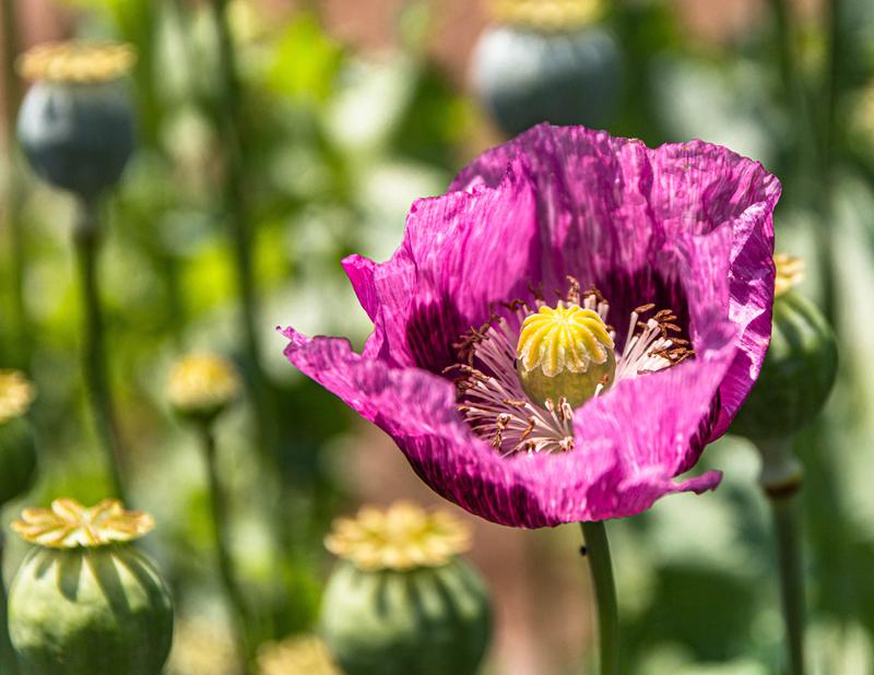 Was steht mehr für den Sommer als eine Mohnblume, hier die Blüte des Schlaf-Mohns (Papaver somniferum, opiatfreie Sorge). 