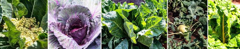 Diverse Kohlsorten im Nutzpflanzengarten (v.l.): die Blüte des Blumenkohls; Rotkohl; Weißkohl; Kohlrabi; und anderes Blattgemüse wie Mangold.