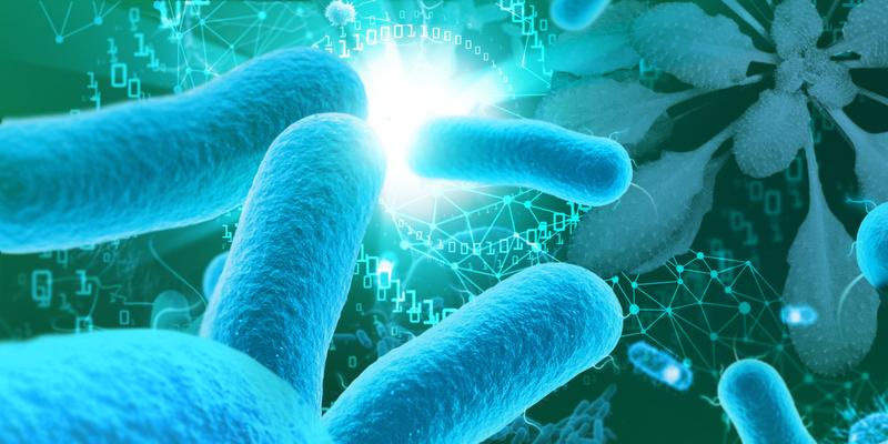 Mysterium Mikrobiom: Forschende sind den Interaktionen von Bakterien in mikrobiellen Gemeinschaften von Pflanzen auf der Spur. 