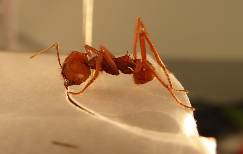 A typical behaviour: When the leafcutter ant Atta sexdens cuts pieces of leaves, it holds onto the leaf edge with its hind legs to determine the size of the cut. 