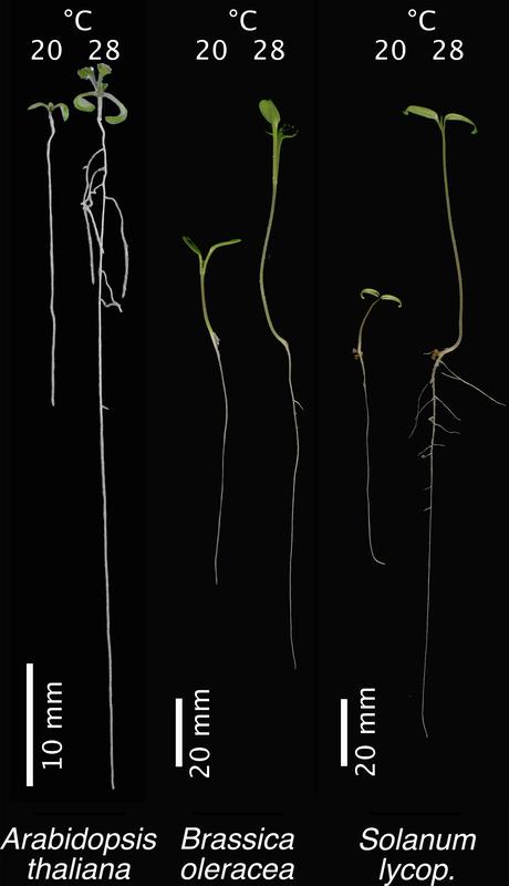 Depending on the temperature, the plants have grown very differently. You can see the thale cress, vegetable cabbage and tomato (from left).