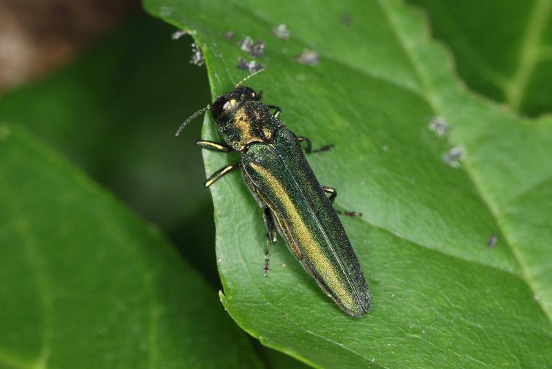 Der Eschenprachtkäfer (<i>Agrilus planipennis</i>) ist eine invasive Art, dessen Larven in Nordamerika bereits Millionen von Eschen dahingerafft haben. Er wurde 2003 nach Russland eingeschleppt und bewegt sich nach Zentraleuropa.
