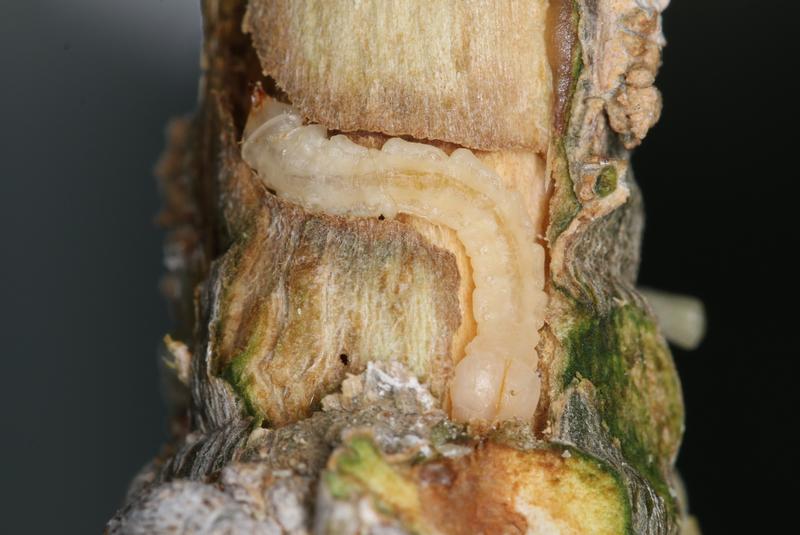 Die Larven des Eschenprachtkäfer fressen in den Eschenleitgefässen. Ein befallener Baum stirbt innerhalb weniger Jahre ab. 