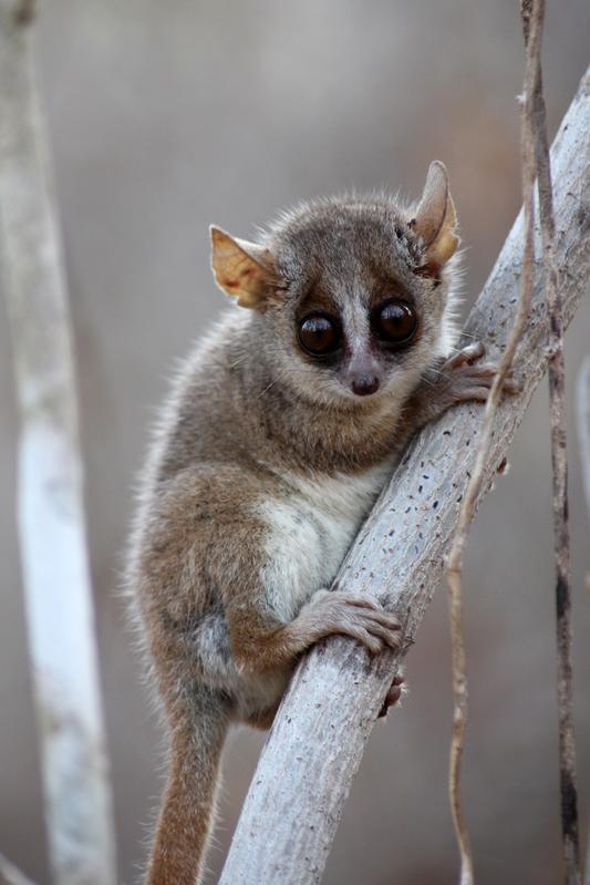 Ein grauer Mausmaki nach dem Freilassen am frühen Abend in Kirindy, Madagaskar.