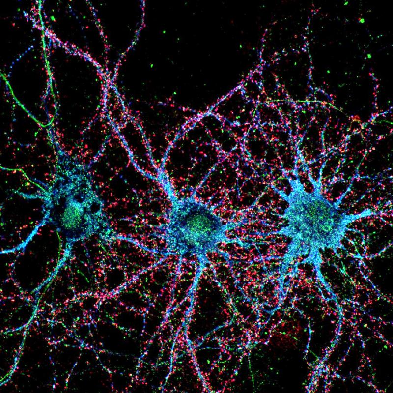 Autoantikörper (rot) binden an Nervenzellen (blau) und stören deren Funktion. 