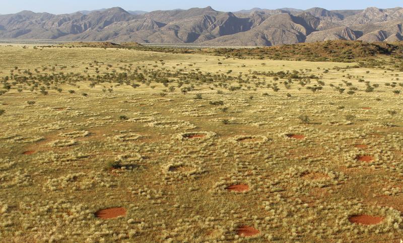 Feenkreise in der Namib-Wüste