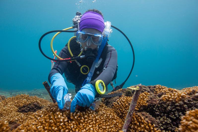STRI-Stipendiatin Diana Lopez aus Kolumbien erforscht die Korallenriffe im Coiba-Nationalpark in Panama 
