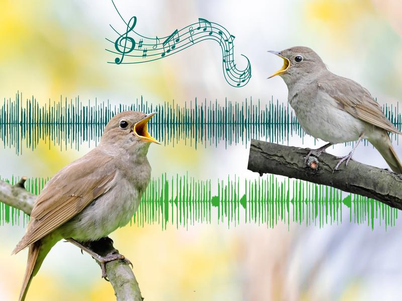 When nightingales perform their singing duels, they respond to their rivals’ whistle songs by matching their pitch.