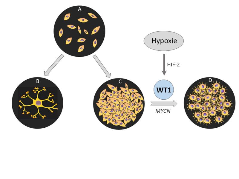 Sauerstoffmangel (Hypoxie) aktiviert den Transkriptionsfaktor WT1 in Neuroblastomen. Dies begünstigt ein aggressives Wachstumsverhalten der Tumore (D). Normale Nervenzelle (B).