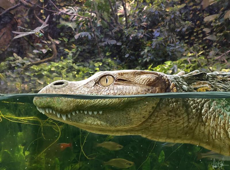 The newly discovered alligator species Alligator munensis from Thailand may have looked like this.