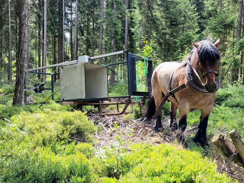 Das Rückepferd Harras vom Staatsbetrieb Sachsenforst zieht einen der Messtürme auf einem Schlitten zu seinem Standort im Eisenstraßenmoor. 