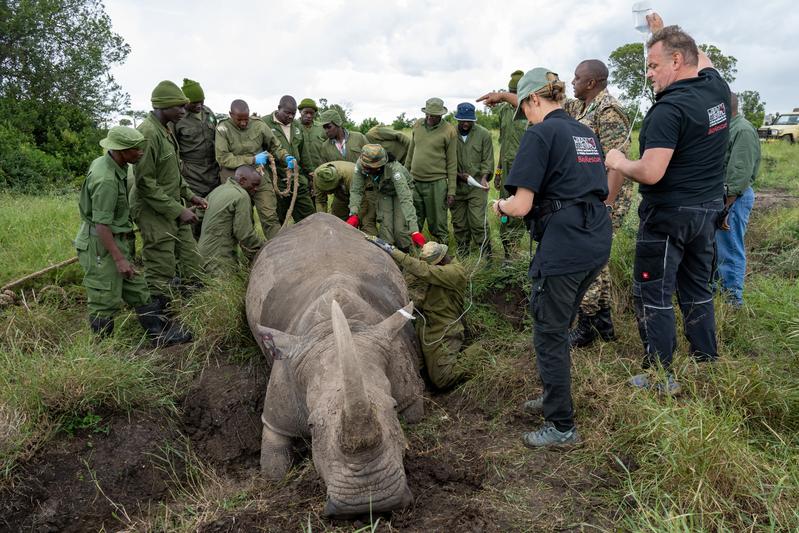 Südliches Breitmaulnashorn für das BioRescue Zuchtprogramm