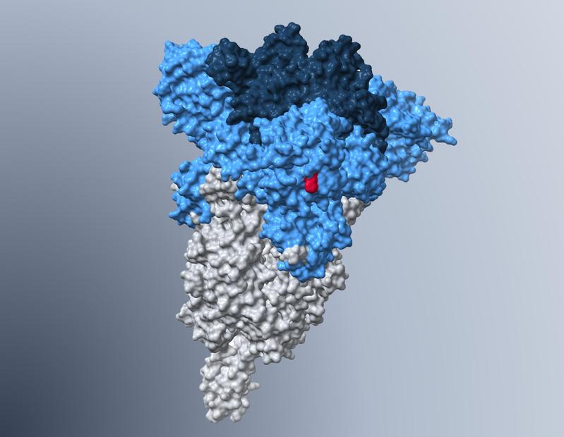 Model of the spike protein of the Omicron subvariant BA.5, in which the H69Δ/V70Δ mutation that is partly responsible for the increased lung cell entry is highlighted in red.