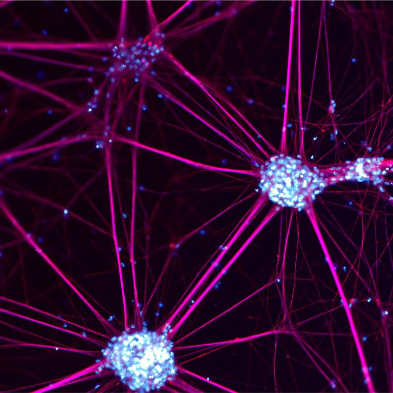 Nervenzellen, aus Stammzellen der Maus gezüchtet.