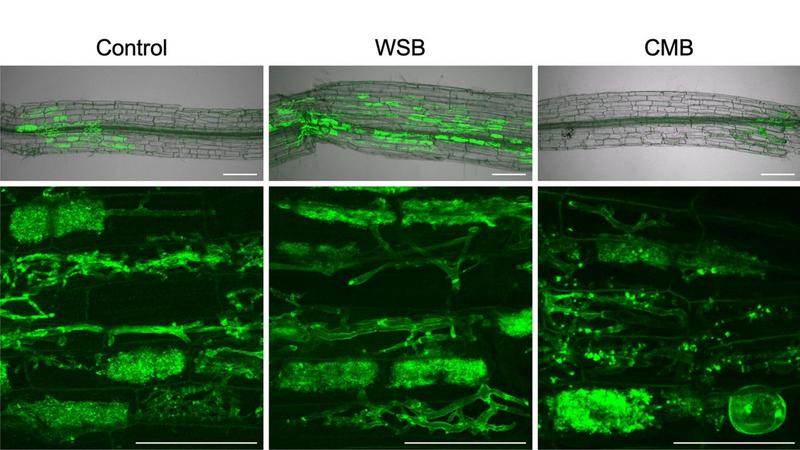 Die Symbiose der Tomatenpflanze mit den Mikropilzen ist besonders stark, wenn die Pflanze mit Biochar auf Weizenstrohbasis gedüngt wird (Mitte). (Ausführliche Bildunterschrift am Textende; Abbildung: JKIP, KIT)