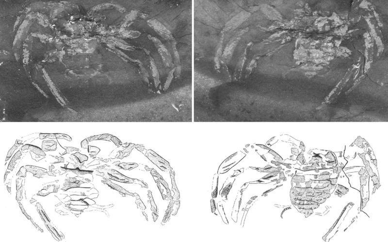 Fotos und Nachzeichnungen Originalfossils 