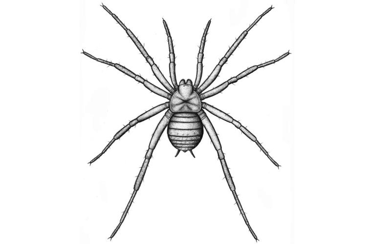 Nachbildung der Spinne 