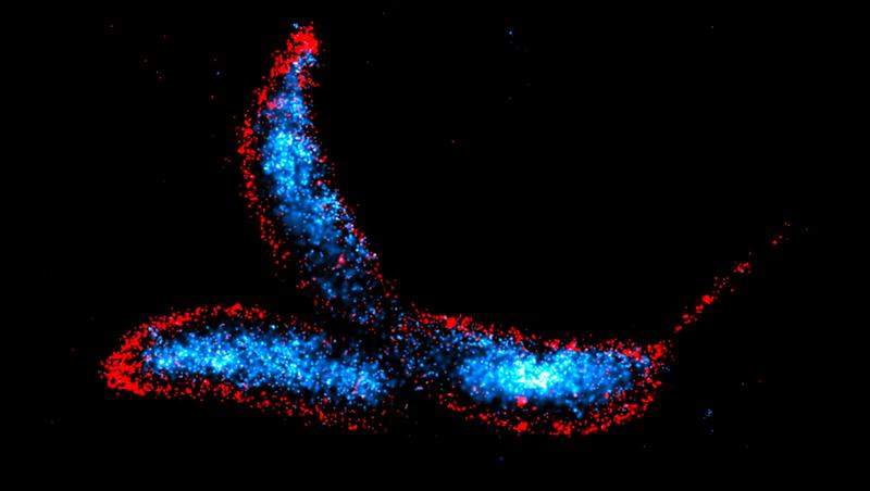 Caulobacter crescentus ist ein halbmondförmiges Bakterium, das als einer der wichtigsten Modellorganismen zur Untersuchung der bakteriellen Zellzyklusregulation, Zelldifferenzierung und Morphogenese dient. 