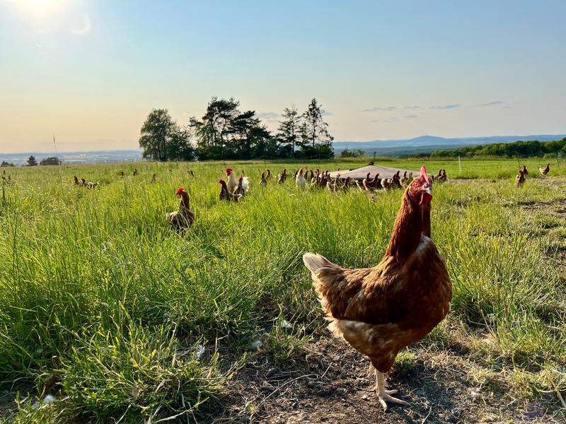 Im Projekt GreenChicken werden Strategien für eine ökologische Hühnerhaltung erforscht. Symbolbild