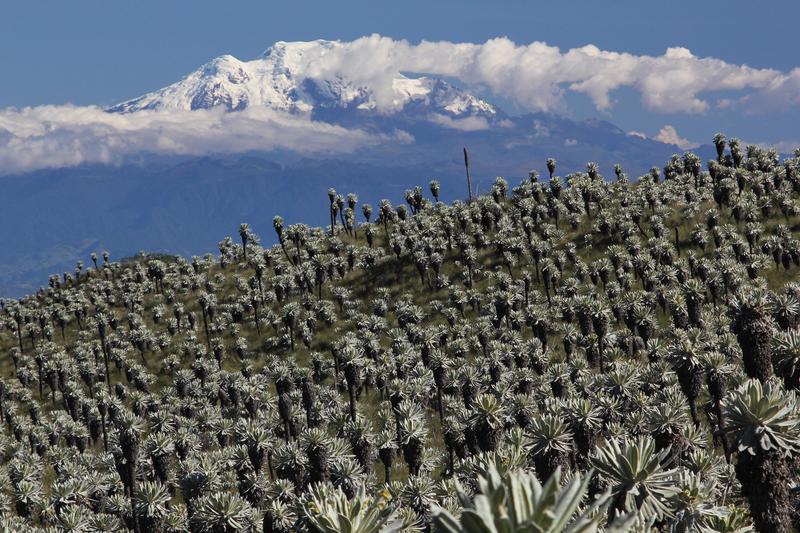 Espeletien in Nord-Ecuador, die eigentümlichen Schopfrosettenpflanzen der alpinen Stufe der Nord-Anden.