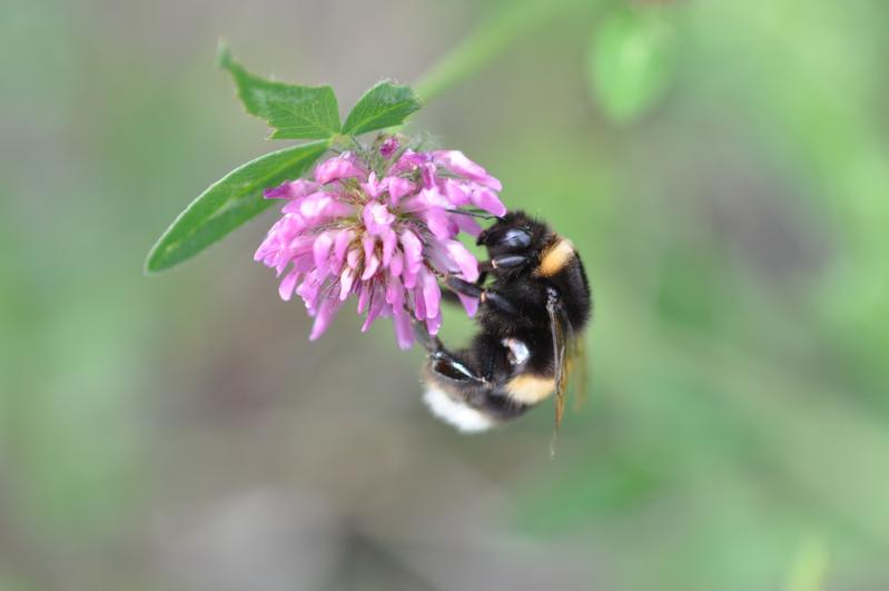 Erdhummel an Rotkleeblüte